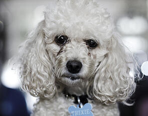 dog in foreclosure