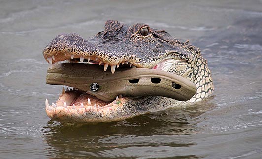 A Gator Eating A Croc. The Most "Florida" Picture Ever.