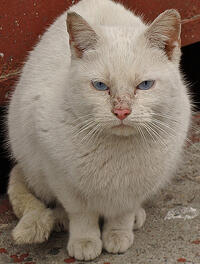 this cat was a victim of foreclosure