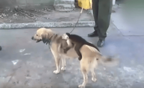 Dog in Colombia adopts monkey after losing her whole litter of puppies.